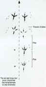 Piste