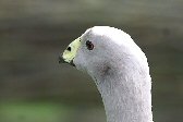 CK