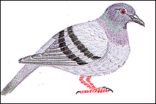 lesitelaplume.free.fr